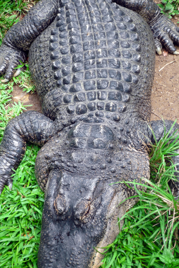Caracas Zoologico 007
